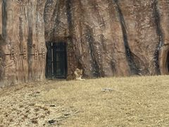-武汉动物园
