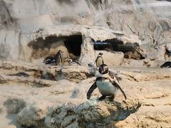 -帝企鹅自助餐厅•儿童岛•真企鹅(长隆企鹅酒店)