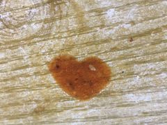 -安徽阜阳卷馍(西单店)