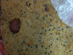 -矮人松糕(小南店)