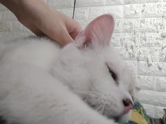 -平行世界·猫咖(首经贸店)