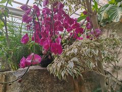 -石家庄市植物园