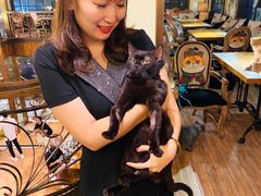-more than meow吴止猫主题餐厅(承德 中船汇店)