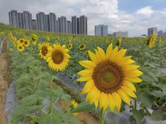 -光明小镇欢乐田园