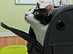-瑞鹏宠物医院·夜间急症·心超·猫科(祖庙分店)