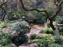 -杭州植物园