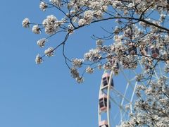 -顾村公园