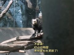 -红山森林动物园