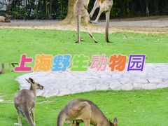 -上海野生动物园