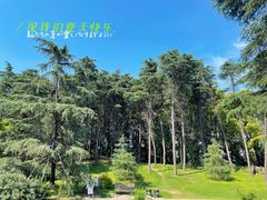 -上海共青森林公园