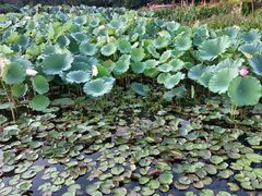 -苏小柳点心·手作小笼包(浦东嘉里城分院)