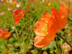 -二沙岛艺术公园