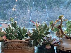 -四姑娘山阿巴郎·藏式花园餐厅