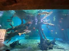 -华夏文旅海洋公园