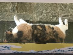 -猫咪博物馆(顶澳仔猫街店)