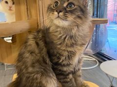 -猫亿天猫咖