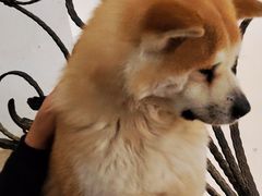 -喜柴咖啡·柴犬狗咖