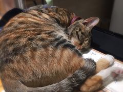 -猫的天空之城概念书店(杭州南宋御街店)