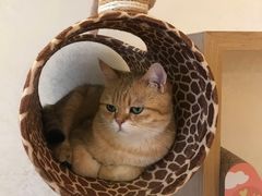 -猫腻·猫咖·撸猫馆(星光大道店)