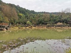 -铁山坪森林公园