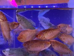 -中环花鸟鱼虫市场