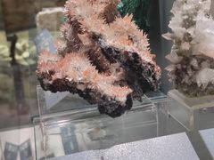 -中国地质博物馆
