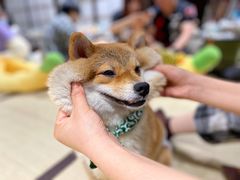 -逗柴咖啡屋·狗咖猫咖宠物桌游
