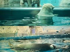 -泉城欧乐堡海洋极地世界