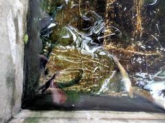 -北京龙庆四季香农家饭庄·灶台鱼·碳烤虹鳟鱼(龙庆峡店)