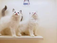 -十年猫舍·猫咪专门店(普陀店)