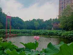 -陈家山荷花公园