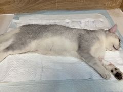 -恒幸动物医院·急重症转诊中心·神经内外科·CT核磁