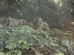 -美食小镇·观赏珍稀鸟类·长隆熊猫酒店
