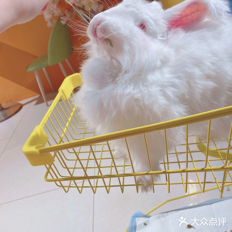 人形种草机 今天又营业了 有一家宝藏店铺 坐落在郑州