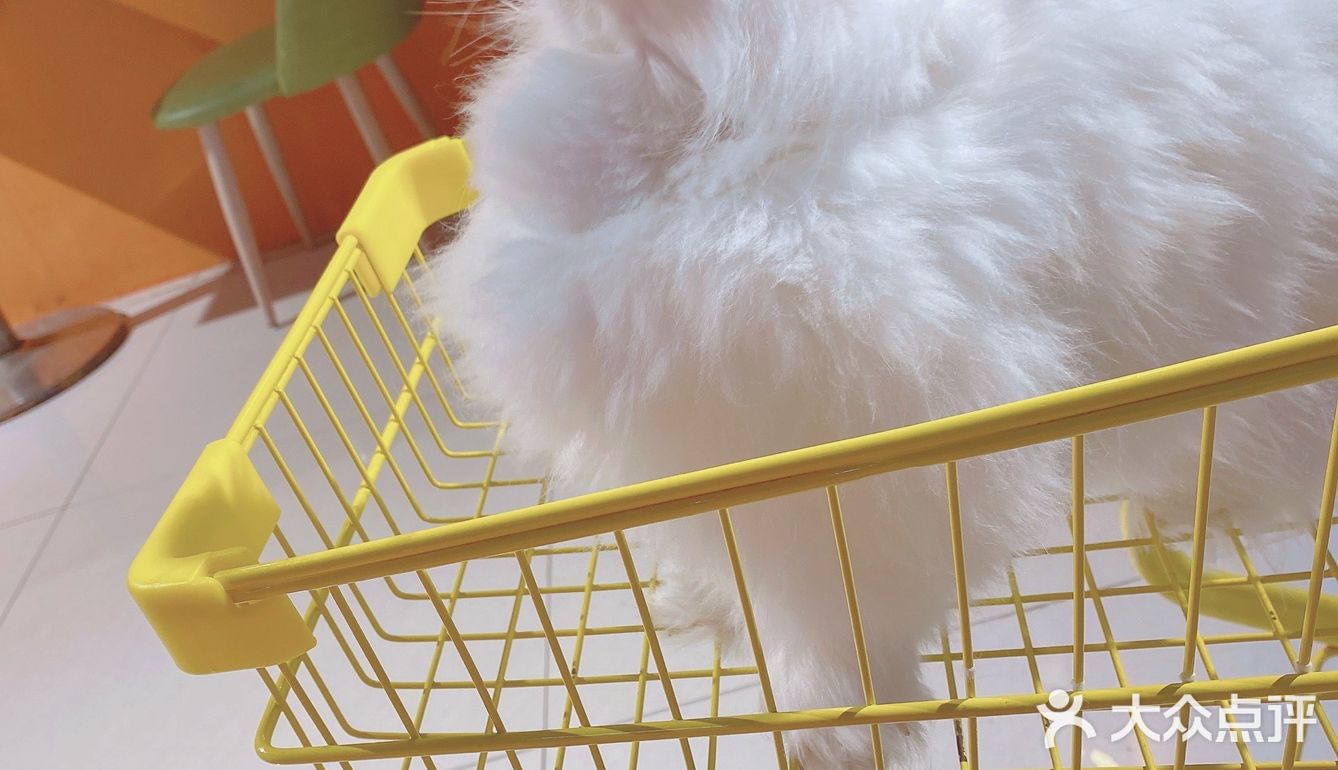 人形种草机 今天又营业了 有一家宝藏店铺 坐落在郑州