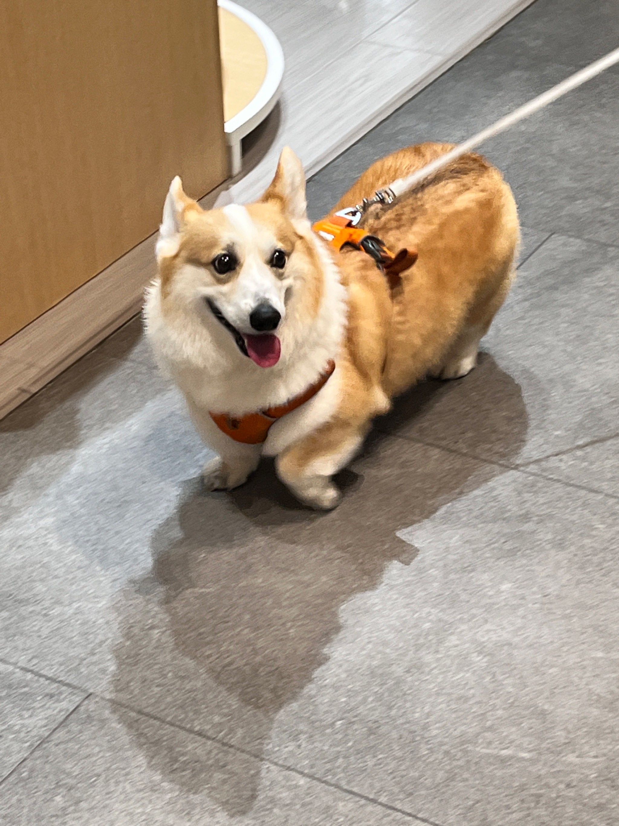 向我们走来的是一只很开心的小柯基