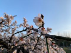 -白塘生态植物园
