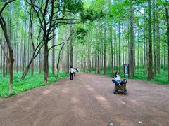 -日照海滨国家森林公园