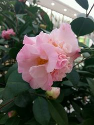 -悦诗风吟innisfree