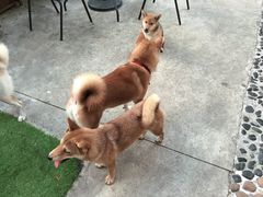 -柴犬高等学院·狗咖·柴犬售卖·宠物训练