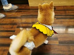 -豆柴町-柴犬主题狗咖(红鼎国际C座店)