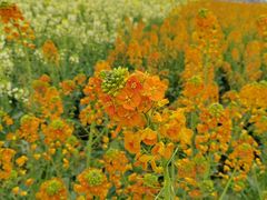 -中国天府农业博览园