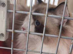 -中农国际动物医院24小时·猫科·骨科·急重症中心
