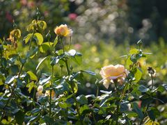 -北京西山国家森林公园