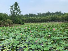-东郊湿地公园