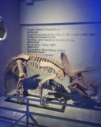 -恐龙探索乐园(磁器口店)