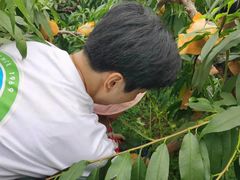 -南汇新场正宗水蜜桃采摘