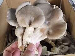 -岳各庄批发市场(西四环中路店)