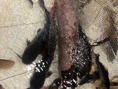 -铁锅炖灶台鱼老三炖鱼馆