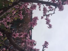 iphone_upload_pic-田园东方蜜桃村的田野营地